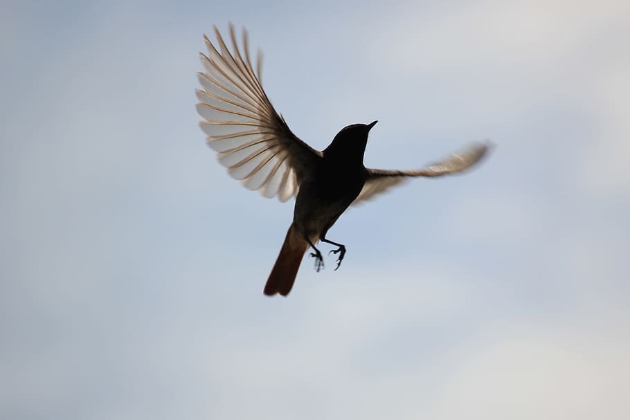 braun, Weiß, Federvogel, fliegend, Blau, Himmel, weiße Feder, Vogel, blauer Himmel, fliegen, Gefieder, Flug, Feder, Tier, ein Tier, Tierwelt, Tiere in freier Wildbahn, die Flügel ausbreiten, Tierthemen, Wirbeltier, in der Luft, Bewegung, keine Leute, in voller Länge, Tierkörperteil, Flachwinkelansicht, Natur, Freiheit, Tag, flattern, 5K