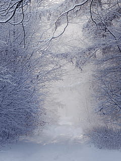 sne, dækket, pathway, træer, vinter, landskab, hvid, træ, Polen, natur, Skov, udsigt, lys, ved retten i, baggrunden, kold, hvile, afstandsstykket, frost, kold temperatur, plante, ingen mennesker, skønhed i naturen, ro, scenics - natur, rolig scene, bare træ, afdeling, hvid farve, jord, dag, ikke-urbane scene, miljø, udendørs, 4K, CC0, offentligt domæne, royaltyfrie