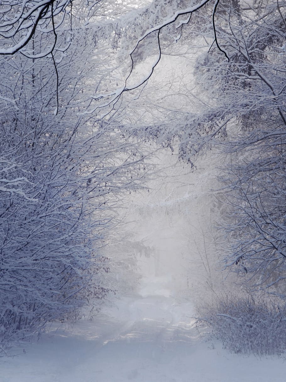 sne, dækket, pathway, træer, vinter, landskab, hvid, træ, Polen, natur, Skov, udsigt, lys, ved retten i, baggrunden, kold, hvile, afstandsstykket, frost, kold temperatur, plante, ingen mennesker, skønhed i naturen, ro, scenics - natur, rolig scene, bare træ, afdeling, hvid farve, jord, dag, ikke-urbane scene, miljø, udendørs, 4K