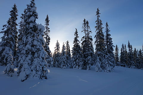 sníh, zimní, hora, Norsko, lillehammer, hafjell, leden, studená teplota, strom, rostlina, krása v přírodě, klid, klidné scény, přistát, scenics - příroda, nebe, Příroda, borovice, mimoměstské scény, les, krytina, nikdo, den, růst, jehličnatého stromu, venku, zasněžené hory, borové lesy, 5K, CC0, veřejná doména, bez autorských práv