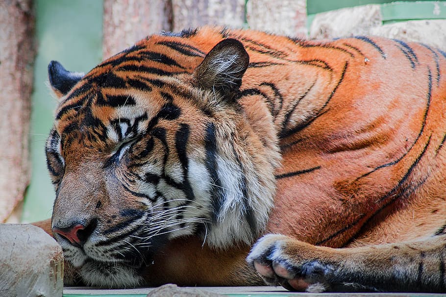 ved siden af, Brun, hegn, tan, sort, tiger, Foto, dyr, kat, rovdyr, sovende, dyreliv, kødædende, stribet, pattedyr, undomesticated cat, bengal tiger, feline, fare, natur, siberian tiger, Asien, stor kat, Zoo, dyr i naturen, stor, et dyr, udendørs, dag, dyre temaer, lempelse, carnivora, hvirveldyr, fokus på forgrunden, ingen mennesker, ligger ned, hvilende, kæledyr, bakkenbart, dyr hoved, 5K