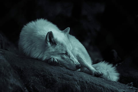 branco, Raposa, postura, chão, cão de pelo curto, Lobo, cão, rouco, dormindo, cansado, mamífero, animal, temas animais, um animal, animais selvagens, relaxamento, animais em estado selvagem, ninguém, vertebrado, parte do corpo animal, noite, deitado, em repouso, animais domésticos, natureza, fofa, animal jovem, doméstico, 5K, CC0, domínio público, royalty free