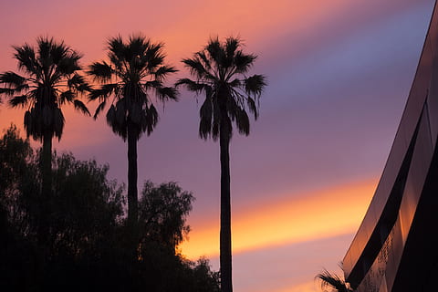laag, hoek zicht, drie, palmbomen, zonsondergang, gebouw, wolken, kleur, dageraad, idyllisch, lage hoek schot, natuur, palm, silhouet, hemel, tropisch, palmboom, tropisch klimaat, boom, fabriek, schoonheid in de natuur, Oranje kleur, wolk - lucht, scenics - natuur, rustige scène, geen mensen, kalmte, lage hoekweergave, boomstam, romp, buitenshuis, kokosnoot palmboom, romantische hemel, palmblad, tropische boom, 4K, CC0, publiek domein, royaltyvrij