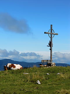 vertice, attraversare, croce al vertice, montagne, alpino, alpinismo, punto di vista, Gesù, legna, credere, escursione, panorama, mondo di montagna, mucca, montagna, natura, cielo, campo, terra, erba, animali domestici, mammifero, domestico, animale, temi animali, vertebrato, nuvola - cielo, nessuno, pianta, bestiame, giorno, paesaggio, ambiente, all'aperto, erbivoro, 2K, CC0, dominio pubblico, privo di copyright