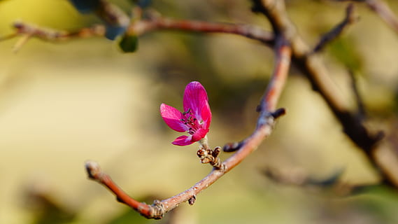 rot, Natur, Baum, Blume, Rosa, Frühling, Blumen, Holzapfel, reichlich rosa, blühen, Pflanze, blühende Pflanze, pinke Farbe, Schönheit in der Natur, Verletzlichkeit, Zerbrechlichkeit, Wachstum, Blütenblatt, Nahansicht, Frische, Ast, Fokus auf den Vordergrund, keine Leute, Blütenstand, Blütenkopf, draußen, Tag, lila, 5K, CC0, gemeinfrei, lizenzfrei