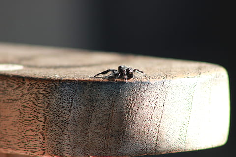 bold jumping spider, spider, insect, small, animal, jumper, black, arachnid, predator, invertebrate, animal themes, animal wildlife, one animal, close-up, animals in the wild, no people, fly, selective focus, day, outdoors, arthropod, ant, housefly, nature, 5K, CC0, public domain, royalty free