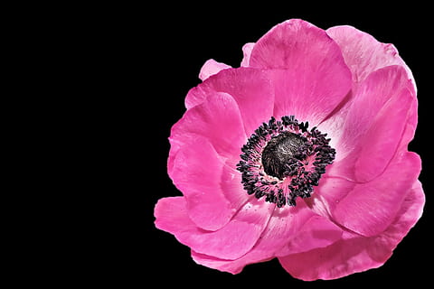 lyserød, valmue, tæt på, Foto, anemone, forår, blomstre, flor, pink kronblade, blomst, sort baggrund, studio skud, blomstrende plante, kronblad, blomsterstand, blomsterhoved, skønhed i naturen, plante, friskhed, skrøbelighed, lyserød farve, sårbarhed, vækst, indendørs, pollen, ingen mennesker, kopiere plads, 2K, CC0, offentligt domæne, royaltyfrie