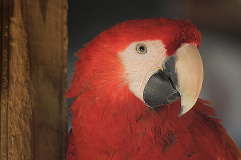 Ara, Ave., Vogel, Papagei, Tier, tropischer Vogel, exotischer Vogel, Tiere, Natur, Zoo, Grün, Urwald, Farbe, Gefieder, Stift, Scharlachroter Ara, Amazonas, Gipfel, neugierig, Landschaft, Farben, Rotfront, Blau, Gelb, Wirbeltier, Tierthemen, ein Tier, rot, Nahansicht, Tiere in freier Wildbahn, Schnabel, Tierwelt, Fokus auf den Vordergrund, Tierkörperteil, Tag, keine Leute, Tierkopf, draußen, Tierauge, 2K, CC0, gemeinfrei, lizenzfrei