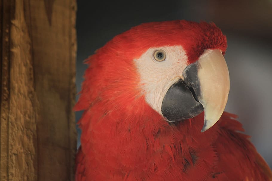 Ara, Ave., Vogel, Papagei, Tier, tropischer Vogel, exotischer Vogel, Tiere, Natur, Zoo, Grün, Urwald, Farbe, Gefieder, Stift, Scharlachroter Ara, Amazonas, Gipfel, neugierig, Landschaft, Farben, Rotfront, Blau, Gelb, Wirbeltier, Tierthemen, ein Tier, rot, Nahansicht, Tiere in freier Wildbahn, Schnabel, Tierwelt, Fokus auf den Vordergrund, Tierkörperteil, Tag, keine Leute, Tierkopf, draußen, Tierauge, 2K