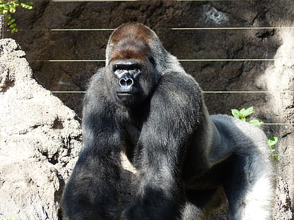 schwarz, Foto fokussieren, Gorilla, Affe, Säugetier, Tier, Silberrücken, Führer, silbergrau, Pelz, groß, mächtig, imposant, Berggorilla, Dominant, Primas, Tierwelt, Silberrückengorilla, gefährdete Spezies, Afrika, Tiere in freier Wildbahn, Natur, tropischer Regenwald, Ruanda, schwarze Farbe, Säugetiere, Porträt, ein Tier, Zoo, Wirbeltier, Tag, Sitzung, Tiere in Gefangenschaft, keine Leute, Kamera betrachten, 4K, CC0, gemeinfrei, lizenzfrei