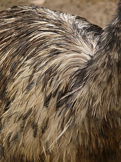 emu, plumage, bird, feather, animal, dromaiidae, dromaius, flightless laufvogel, struthioniformes, flightless bird, large emu, dromaius novaehollandiae, animal hair, hair, animal themes, one animal, mammal, vertebrate, close-up, domestic animals, no people, animal wildlife, pets, animals in the wild, domestic, livestock, animal body part, nature, fur, day, brown, herbivorous, 2K, CC0, public domain, royalty free