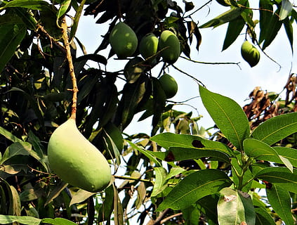 mango, totapuri, alt rendiment, fruita, tropical, Índia, naturalesa, full, menjar, arbre, madur, frescor, agricultura, planta, orgànic, estiu, part de la planta, color verd, creixement, alimentació saludable, menjar i beguda, bellesa a la natura, branca, cap gent, benestar, arbre fruiter, primer pla, dia, vista d’angle baix, a l'aire lliure, 2K, CC0, domini públic, lliure de regalies