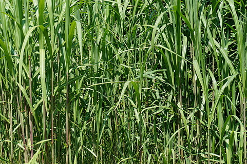 Bambusgras, Grün, Textur, Hintergrund, Muster, Natur, Gras, Wachstum, Pflanze, Landwirtschaft, Hintergründe, grüne Farbe, Vollbild, Feld, Land, Schönheit in der Natur, keine Leute, Tag, Ruhe, Ernte, draußen, Landschaft, High Angle View, Pflanzenteil, Blatt, Bambuspflanze, Grashalm, 4K, CC0, gemeinfrei, lizenzfrei