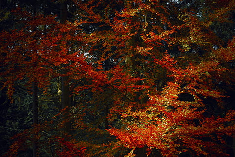 nature, forest, trees, leaves, autumn, environment, fall, fall foliage, foliage, scenic, season, woods, change, tree, plant, beauty in nature, orange color, growth, no people, tranquility, red, branch, day, leaf, plant part, scenics - nature, land, outdoors, tranquil scene, maple leaf, autumn collection, natural condition, tree canopy, 5K, CC0, public domain, royalty free