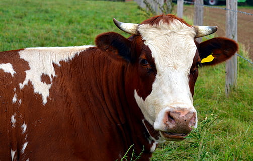 Marrone, mucca da latte, verde, campo d'erba, mucca, latte, Manzo, bestiame, ruminante, bovini da latte, pascolo, agricoltura, pascolare, erba, Latticini, mammifero, natura, animale, temi animali, animali domestici, domestico, un animale, ritratto, vertebrato, nessuno, erbivoro, guardando la fotocamera, bovini domestici, pianta, terra, all'aperto, testa di animale, 4K, CC0, dominio pubblico, privo di copyright