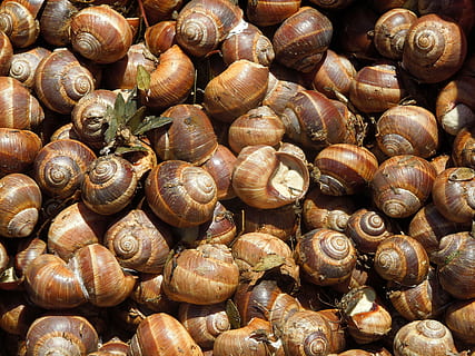 lumache, lumaca, delicatezza, fotogramma intero, sfondi, nessuno, grande gruppo di oggetti, mollusco, fauna selvatica, invertebrato, conchiglia, avvicinamento, animale, gasteropode, cibo e bevande, guscio di animale, temi animali, abbondanza, natura morta, modello, vista dall'alto, giorno, 4K, CC0, dominio pubblico, privo di copyright
