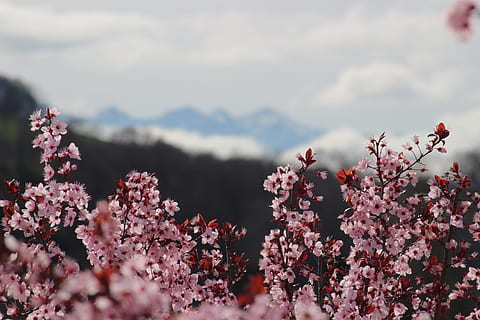 flori, primăvară, copaci, roz, un copac înfloritor, Munte, Prunus, floare, natură, copac, inflori, culoarea roz, frumusețe în natură, plantă, planta cu flori, prospeţime, fragilitate, creştere, vulnerabilitate, zi, liniște, ramură, cer, nici o persoana, în aer liber, floare de cires, cires, cap de floare, 2K, CC0, domeniu public, fără drepturi de autor