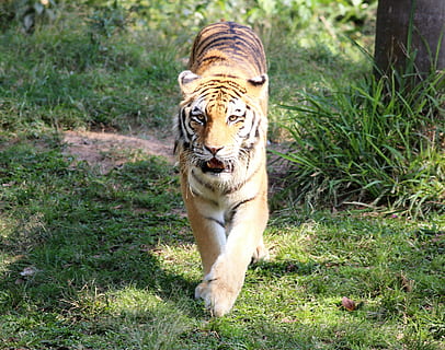 Tiger, sibirisch, Zoo, suchen, Gehen, katzenartig, Tierthemen, Säugetier, Tier, ein Tier, Katze, Tierwelt, Gras, große Katze, Pflanze, Tiere in freier Wildbahn, Wirbeltier, Feld, Land, Natur, Tag, keine Leute, draußen, Whisker, 4K, CC0, gemeinfrei, lizenzfrei