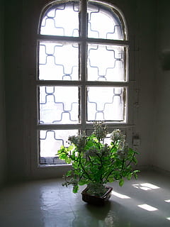 kwiat, słońce, okno, wewnątrz, architektura, żadnych ludzi, funkcja budowy ścian, roślina, dzień, szkło - materiał, Natura, budynek, wzrost, liść, zbudowana struktura, roślina doniczkowa, dom, część rośliny, światło słoneczne, zielony kolor, parapet, rama okienna, roślina domowa, 2K, CC0, domena publiczna, darmowe zdjęcia