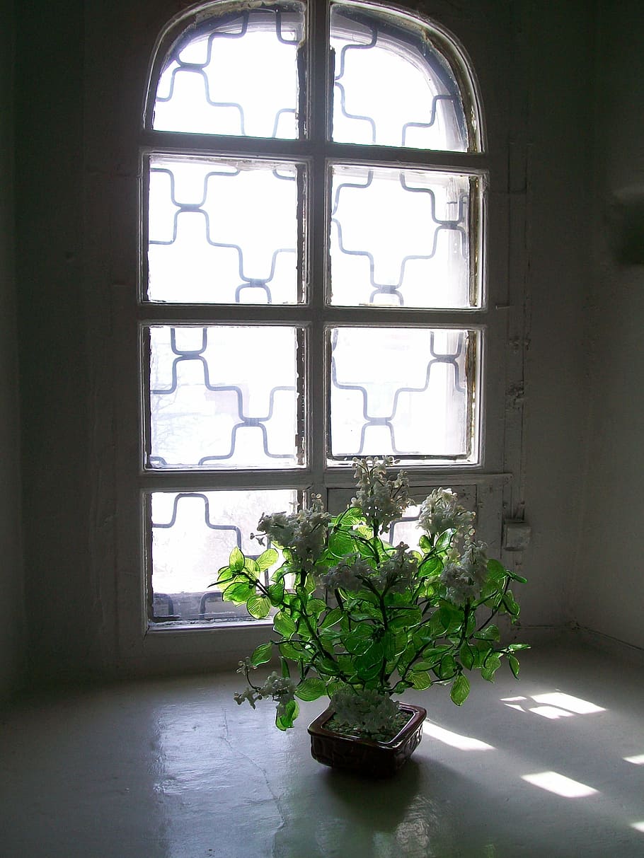 blomst, sol, vindue, indendørs, arkitektur, ingen mennesker, murbygningsfunktion, plante, dag, glas - materiale, natur, bygning, vækst, blad, bygget struktur, potteplante, hus, plante del, sollys, grøn farve, vindueskarm, vinduesramme, stueplante, 2K