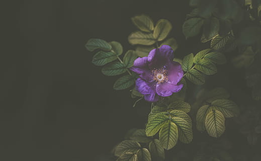 tæt, Foto, lilla, petaled blomstrende plante, violet, blomst, kronblad, flor, natur, plante, have, mørk, sommer, blad, tæt på, blomstrende plante, friskhed, skønhed i naturen, skrøbelighed, sårbarhed, vækst, blomsterhoved, blomsterstand, plante del, ingen mennesker, kopiere plads, studio skud, udendørs, sort baggrund, 5K, CC0, offentligt domæne, royaltyfrie