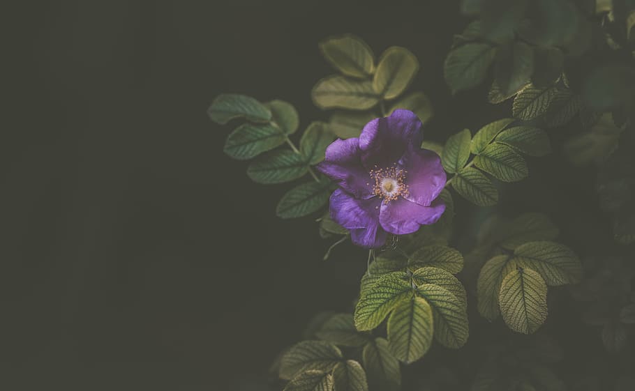 tancar, foto, porpra, planta de flor petalada, violeta, flor, pètal, florir, naturalesa, planta, jardí, fosc, estiu, full, primer pla, planta amb flors, frescor, bellesa a la natura, fragilitat, vulnerabilitat, creixement, cap de flor, inflorescència, part de la planta, cap gent, còpia espai, tir de l'estudi, a l'aire lliure, fons negre, 5K