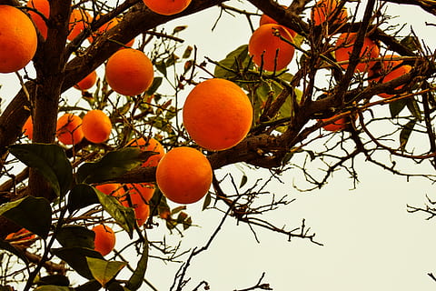 pomerančovník, oranžový, ovoce, Příroda, větev, zahrada, Kypr, citrusové ovoce, strom, pomeranč, zralý, jídlo, oranžová barva, mandarinka, zemědělství, Zdravé stravování, jídlo a pití, svěžest, nízký úhel pohledu, ovocný strom, nebe, rostlina, růst, blahobyt, nikdo, venku, 5K, CC0, veřejná doména, bez autorských práv