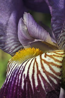 irisbloem, bloeien, markeringen, bloemen, iris, bloem, macro, Purper, natuur, fabriek, bloemblad, bloemhoofd, breekbaarheid, bloeiende plant, schoonheid in de natuur, kwetsbaarheid, versheid, bloeiwijze, detailopname, groei, iris - plant, focus op de voorgrond, dag, geen mensen, stuifmeel, buitenshuis, zachtheid, 4K, CC0, publiek domein, royaltyvrij