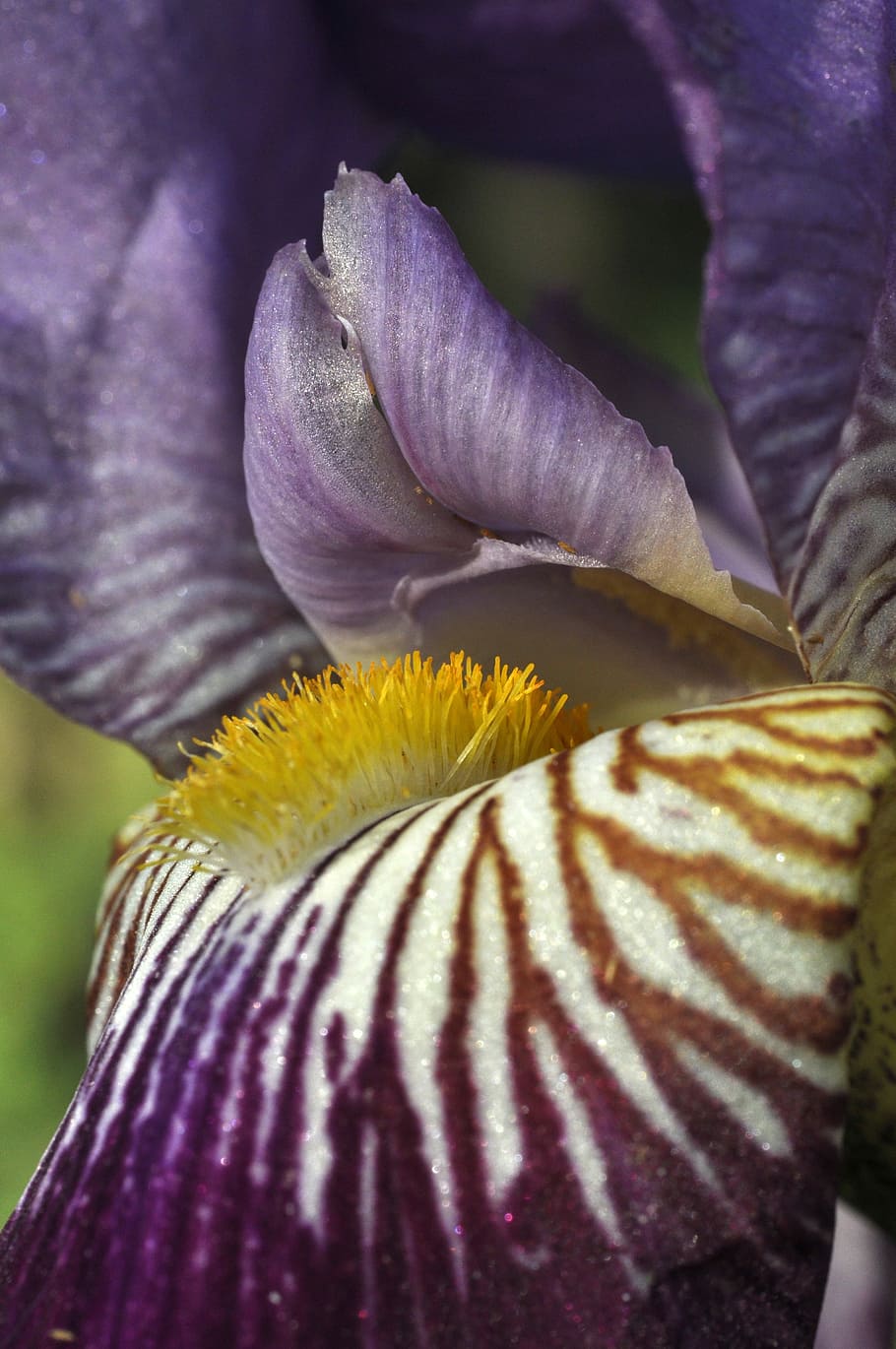 iris, flor, florir, marques, flors, iris, flor, macro, porpra, naturalesa, planta, pètal, cap de flor, fragilitat, planta amb flors, bellesa a la natura, vulnerabilitat, frescor, inflorescència, primer pla, creixement, iris - planta, centrar-se en primer pla, dia, cap gent, pol·len, a l'aire lliure, suavitat, 4K