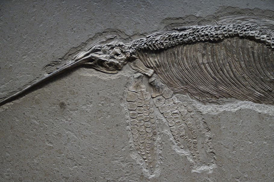 ictiosaures, esquelet, petrificat, fòssil, petrificació, temps prehistòrics, forma de transició, evolució, steinplatte, dinosaure, criatura d’aigua, museu, exposició, museu d'història natural, Stuttgart, ciència, paleontologia, rèptil, cocodril, cap gent, un animal, dia, funció de construcció de parets, a l'aire lliure, primer pla, naturalesa, metall, patró, vista d’angle alt, temes d'animals, animal, fauna animal, textura, arquitectura, animals a la natura, aigua, vertebrats, terra, 5K