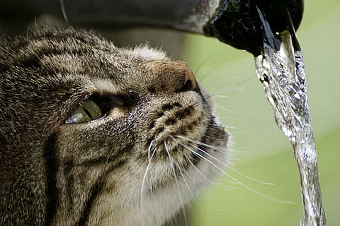 grå, kat, vand tid lapse fotografering, getiegert, tiger, pels, nuttet, øjne, tørst, vand, springvand, drikke, slikke, ansigt, kæledyr, Brun, hoved, dyr, snude, våd, dyr verden, tunge, lyserød, et dyr, dyre temaer, pattedyr, tæt på, feline, indenlandske kat, dyr kropsdel, ingen mennesker, indenlandske, hvirveldyr, bakkenbart, husdyr, fokus på forgrunden, dyr hoved, dyreliv, natur, leder, dyr øje, løbende vand, tabby, 5K, CC0, offentligt domæne, royaltyfrie