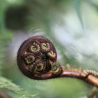 felce, emergente, macro, temi animali, animale, un animale, mammifero, nessuno, avvicinamento, fauna selvatica, messa a fuoco selettiva, natura, parte del corpo animale, animali allo stato selvatico, primate, scimmia, giorno, all'aperto, pianta, cibo e bevande, cibo, concentrarsi sulle conoscenze acquisite, piccolo, testa di animale, 2K, CC0, dominio pubblico, privo di copyright