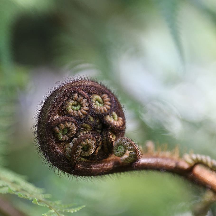 felce, emergente, macro, temi animali, animale, un animale, mammifero, nessuno, avvicinamento, fauna selvatica, messa a fuoco selettiva, natura, parte del corpo animale, animali allo stato selvatico, primate, scimmia, giorno, all'aperto, pianta, cibo e bevande, cibo, concentrarsi sulle conoscenze acquisite, piccolo, testa di animale, 2K