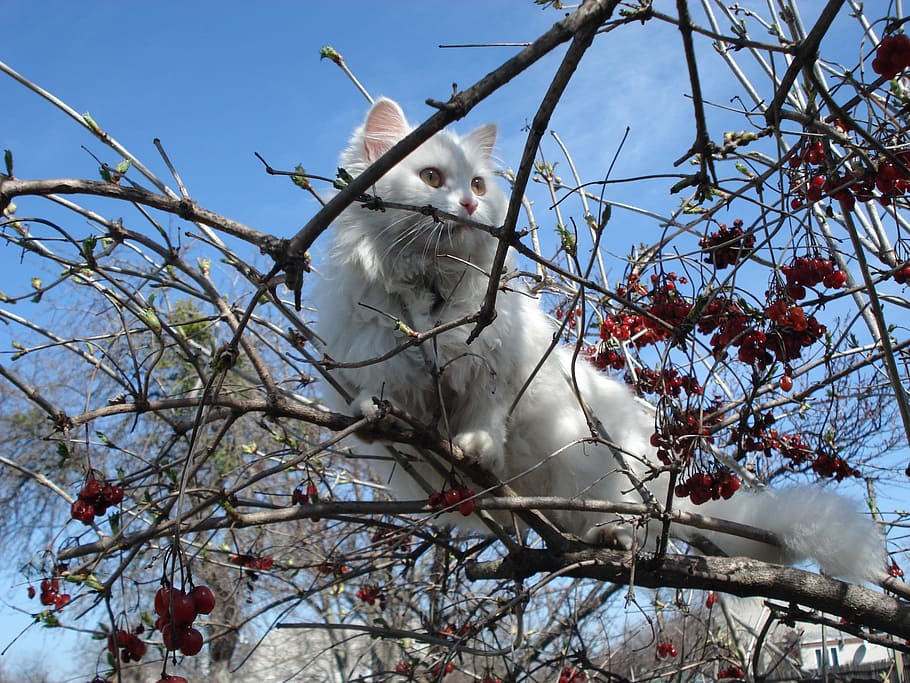 bianca, gatto, albero, all'aperto, incollato, intrappolati, guaio, precario, equilibrio, fuga, gatto bianco, rami, gattino, animale domestico, ramo, animale, Inquadratura dal basso, temi animali, pianta, vertebrato, animali allo stato selvatico, fauna selvatica, cielo, un animale, natura, giorno, albero nudo, nessuno, Colore bianco, mammifero, appollaiati, seduta, uccello, 2K