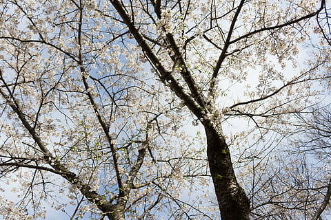 flors, cirera, Japó, primavera, fusta, gespa, Flors de cirerer, cirerer, parc, arbres i plantes, comoditat, cel, arbre, branca, planta, vista d’angle baix, bellesa a la natura, naturalesa, creixement, flor, dia, planta amb flors, cap gent, a l'aire lliure, fons, tronc, tronc de l'arbre, tranquil·litat, marc complet, copa de l'arbre, flor de cirerer, directament a sota, 5K, CC0, domini públic, lliure de regalies