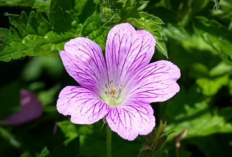 mauve, malva, fleur, violet, mauve sauvage, violet clair, fleur d'ornement, plante ornementale, Floraison, rose clair, helllila, plante, plante à fleurs, fraîcheur, beauté dans la nature, croissance, fragilité, fermer, vulnérabilité, pétale, tête de fleur, inflorescence, la nature, partie de la plante, feuille, personne, en plein air, botanique, printemps, pollen, douceur, jardinage, 2K, CC0, domaine public, libre de droits