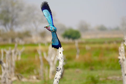 Příroda, okavango, botswana, pták, barva, zaměřit se na popředí, den, nikdo, jednoho zvířete, modrý, obratlovců, zvířat, páv, zvíře, zvířata ve volné přírodě, pole, rostlina, tráva, přistát, venku, strom, létající, 4K, CC0, veřejná doména, bez autorských práv