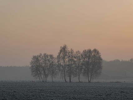 trær, landskap, vinter, tåke, kald, soloppgang, morgenrød, beitemark, natur, tre, landlige scene, årstid, skog, utendørs, himmel, skjønnhet i naturen, anlegg, rolig scene, naturskjønnhet - natur, miljø, felt, ro, land, solnedgang, bare tre, ikke-urbane scene, ingen folk, idylliske, fjern, disig, 4K, CC0, offentlig domene, opphavsrett gratis