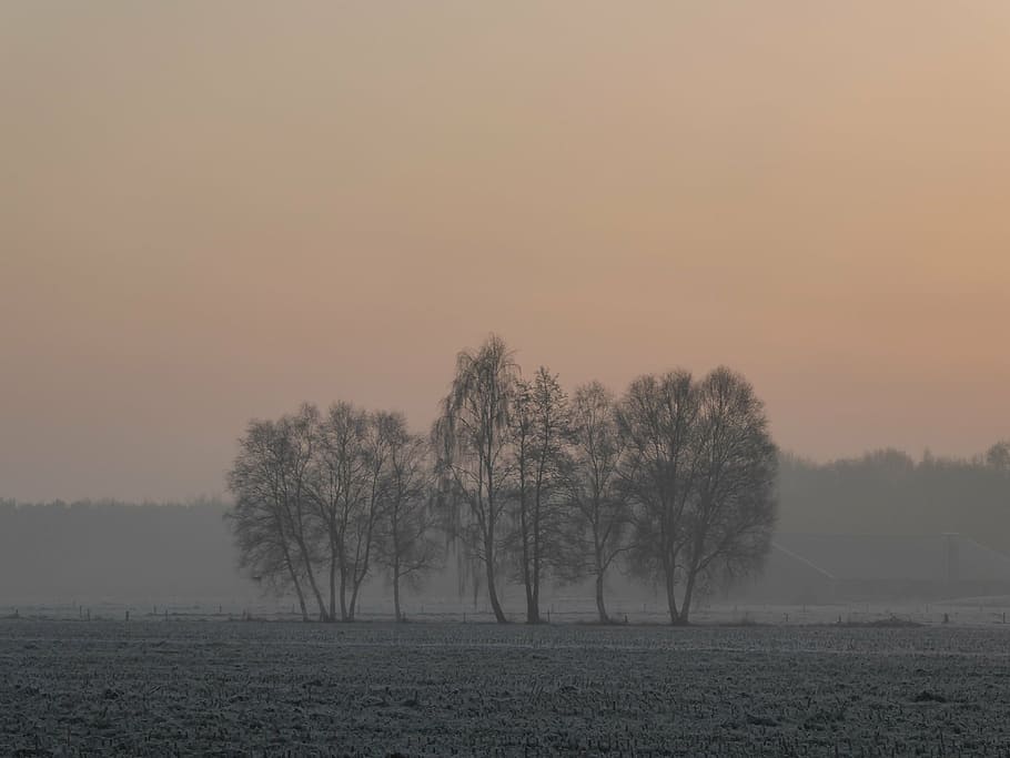 trær, landskap, vinter, tåke, kald, soloppgang, morgenrød, beitemark, natur, tre, landlige scene, årstid, skog, utendørs, himmel, skjønnhet i naturen, anlegg, rolig scene, naturskjønnhet - natur, miljø, felt, ro, land, solnedgang, bare tre, ikke-urbane scene, ingen folk, idylliske, fjern, disig, 4K