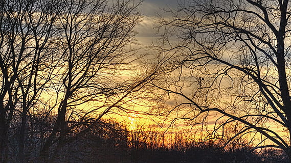 Sonnenuntergang, Landschaft, Bäume, künstlerisch, Kunstdruck, digitale Kunst, bunt, szenisch, Blumen, Unkraut, Laub, fotografieren, Foto, draußen, Fotografie, Grün, sturgell, William Sturgell, bill sturgell, golden, Ackerland, champaign, Bezirk, Champaign County, Ohio, Urbana, blaue Himmel, wolkige Himmel, blauer Himmel, bewölkter Himmel, Wolke, Baum, Himmel, kahler Baum, Pflanze, Ruhe, Szenen - Natur, Schönheit in der Natur, ruhige Szene, Silhouette, wolke - himmel, keine Leute, Natur, Ast, Nicht-städtische Szene, idyllisch, Wasser, Wachstum, 5K, CC0, gemeinfrei, lizenzfrei