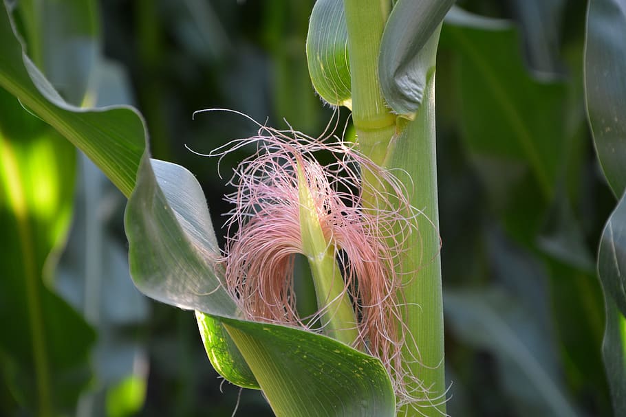 natureza, milho, colheita, agosto, milho na espiga, plantar, crescimento, agricultura, folha, fechar-se, ao ar livre, verão, cor verde, frescura, flor, beleza na natureza, parte da planta, focar em primeiro plano, ninguém, fragilidade, vulnerabilidade, dia, planta com flores, foco seletivo, vegetal, 5K