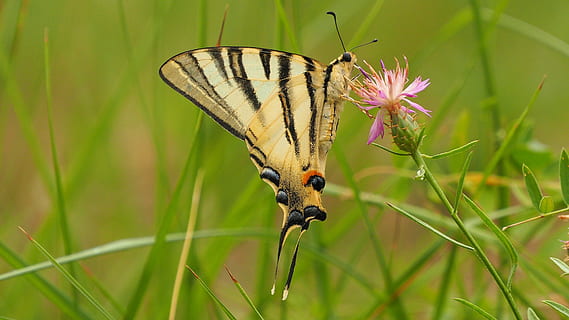 natuur, insect, vlinder, macro, natuurinsect, één dier, dieren in het wild, dierlijke thema's, fabriek, dier, dierenleven, ongewerveld, bloem, dierenvleugel, bloeiende plant, schoonheid in de natuur, vlinder - insect, breekbaarheid, detailopname, kwetsbaarheid, dierlijke lichaamsdeel, groei, geen mensen, Purper, bestuiving, bloemhoofd, 2K, CC0, publiek domein, royaltyvrij