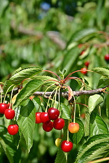 Kirschbaum, Pflanze, Ast, Blatt, Kirsche, Baum, Grün, Obst, Früchte, Obstbaum, rot, reif, Farbe, Ernte, Essen und Trinken, Lebensmittel, gesundes Essen, Wachstum, Pflanzenteil, Frische, Fokus auf den Vordergrund, Nahansicht, Natur, grüne Farbe, Wohlbefinden, Schönheit in der Natur, Beerenfrucht, keine Leute, draußen, 2K, CC0, gemeinfrei, lizenzfrei
