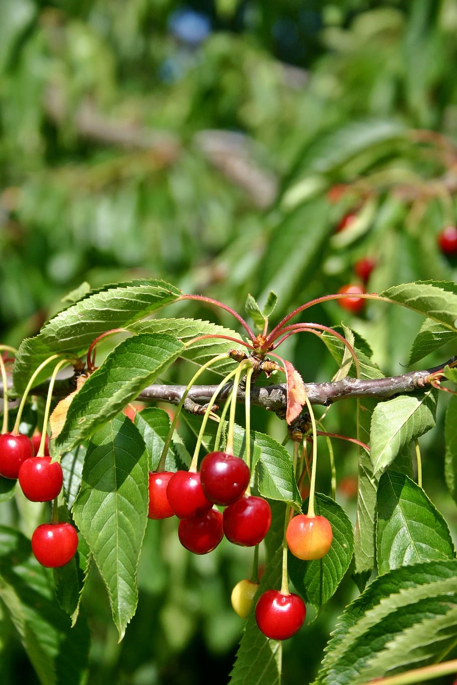 Kirschbaum, Pflanze, Ast, Blatt, Kirsche, Baum, Grün, Obst, Früchte, Obstbaum, rot, reif, Farbe, Ernte, Essen und Trinken, Lebensmittel, gesundes Essen, Wachstum, Pflanzenteil, Frische, Fokus auf den Vordergrund, Nahansicht, Natur, grüne Farbe, Wohlbefinden, Schönheit in der Natur, Beerenfrucht, keine Leute, draußen, 2K