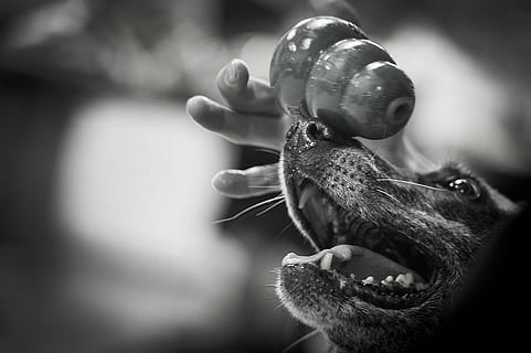 cane, equilibratura, oggetto, giocattolo, animale domestico, canino, bianco e nero, contento, avvicinamento, macro, un animale, mammifero, animale, parte del corpo animale, temi animali, animali domestici, concentrarsi sulle conoscenze acquisite, testa di animale, domestico, nessuno, bocca animale, espressione facciale, bocca, bocca aperta, vertebrato, fauna selvatica, naso animale, lingua animale, denti di animale, grugno, aggressione, 4K, CC0, dominio pubblico, privo di copyright