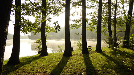 hoch, locke, Karosserie, Wasser, Tageszeit, Licht, Schatten, Schattenspiel, Wald, Blätter, Sonne, Nebel, Stimmung, Natur, Bäume, Gegenlicht, See, Morgennebel, Sonnenlicht, Morgen, Lichteinfall, Sonnenstrahl, Silhouetten, Baum, Pflanze, Kofferraum, Baumstamm, Wachstum, Ruhe, Land, Schönheit in der Natur, ruhige Szene, keine Leute, Szenen - Natur, grüne Farbe, Tag, Gras, Feld, Landschaft, draußen, 4K, CC0, gemeinfrei, lizenzfrei