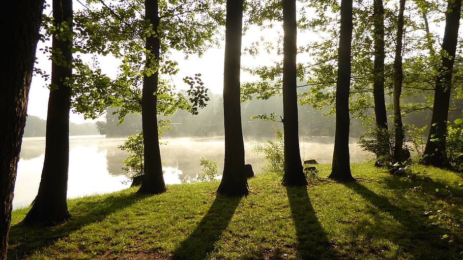 hoch, locke, Karosserie, Wasser, Tageszeit, Licht, Schatten, Schattenspiel, Wald, Blätter, Sonne, Nebel, Stimmung, Natur, Bäume, Gegenlicht, See, Morgennebel, Sonnenlicht, Morgen, Lichteinfall, Sonnenstrahl, Silhouetten, Baum, Pflanze, Kofferraum, Baumstamm, Wachstum, Ruhe, Land, Schönheit in der Natur, ruhige Szene, keine Leute, Szenen - Natur, grüne Farbe, Tag, Gras, Feld, Landschaft, draußen, 4K