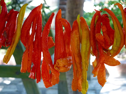 vegetabiliska, chilipeppar, Sol, torkning, röd, fokusera på förgrunden, närbild, inget folk, friskhet, dag, växt, skönhet i naturen, mat, tillväxt, natur, mat och dryck, blomma, blommande växt, blomställning, utomhus, kronblad, orange färg, äta nyttigt, bräcklighet, blomhuvud, 2K, CC0, offentligt domän, royaltyfria