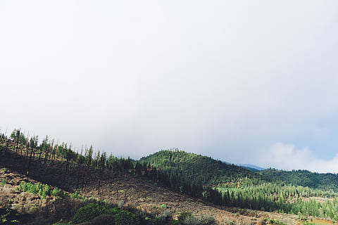 Wald, Berg, wolkig, Himmel, Grün, braun, sonnig, Tag, Hügel, Bäume, Natur, Landwirtschaft, Feld, ländliche Szene, Landschaft, Bauernhof, szenen, ruhige Szene, Ruhe, draußen, Schönheit in der Natur, Pflanze, Szenen - Natur, Umgebung, Land, Baum, Wachstum, keine Leute, Nicht-städtische Szene, kopieren sie platz, idyllisch, wolke - himmel, 1080P, CC0, gemeinfrei, lizenzfrei