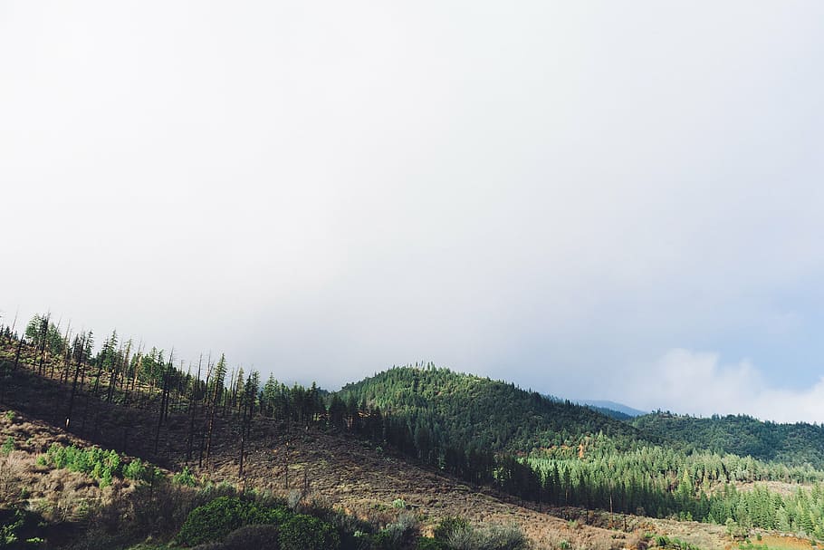 bosc, muntanya, ennuvolat, cel, verd, marró, assolellat, dia, turons, arbres, naturalesa, agricultura, camp, escena rural, paisatge, granja, escenics, escena tranquil·la, tranquil·litat, a l'aire lliure, bellesa a la natura, planta, escenics - natura, medi ambient, terra, arbre, creixement, cap gent, escena no urbana, còpia espai, idíl·lic, núvol - cel, 1080P